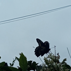 Battus polydamas psittacus