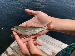 Semotilus corporalis