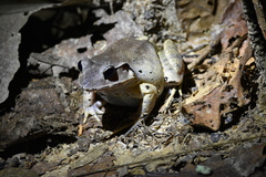 Limnonectes malesianus