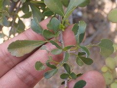 Searsia longispina
