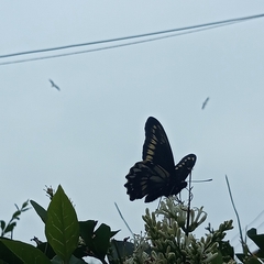 Battus polydamas psittacus