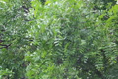 Ptaeroxylon obliquum