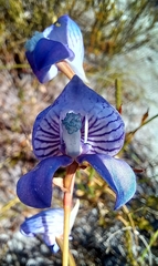 Disa venusta