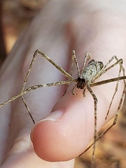 Deinopis spinosa