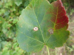 Acericecis ocellaris