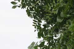 Ptaeroxylon obliquum
