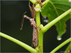 Epidaus sexspinus