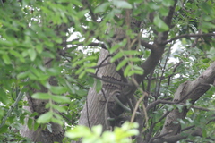 Ptaeroxylon obliquum