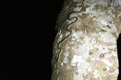 Dryophiops rubescens