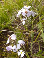 Dontostemon integrifolius