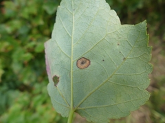 Acericecis ocellaris