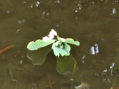 Pistia stratiotes