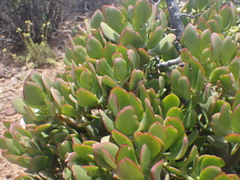 Crassula ovata