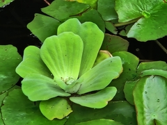 Pistia stratiotes