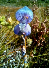 Disa venusta