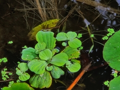 Pistia stratiotes