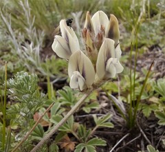 Oxytropis oxyphylla