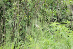 Prinia subflava pondoensis