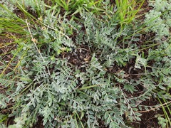 Astragalus scaberrimus