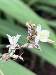 Chlorophytum saundersiae