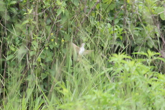 Prinia subflava pondoensis