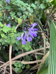 Plectranthus saccatus