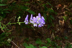 Aconitum carmichaelii