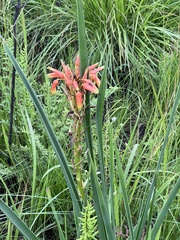 Aloe cooperi