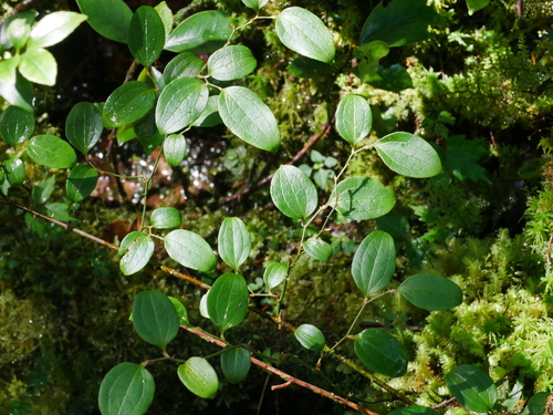 Smilax discotis, photograph 2