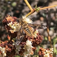 Poecilanthrax arethusa