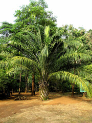 Elaeis guineensis