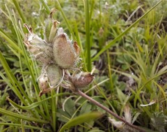 Oxytropis oxyphylla