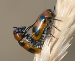 Coptocephala