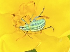 Sciobius