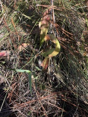 Sarracenia minor