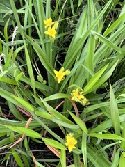 Hypoxis hemerocallidea
