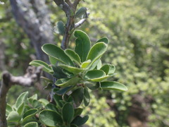 Ehretia rigida