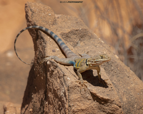 Shortnose Rock Lizard