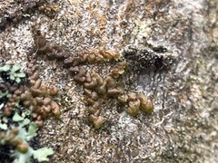 Frullania eboracensis