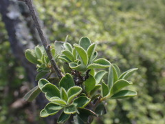 Ehretia rigida