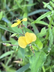 Aneilema aequinoctiale