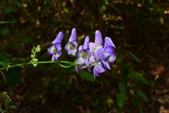 Aconitum carmichaelii