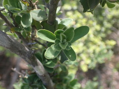 Ehretia rigida