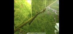 Maclura tinctoria