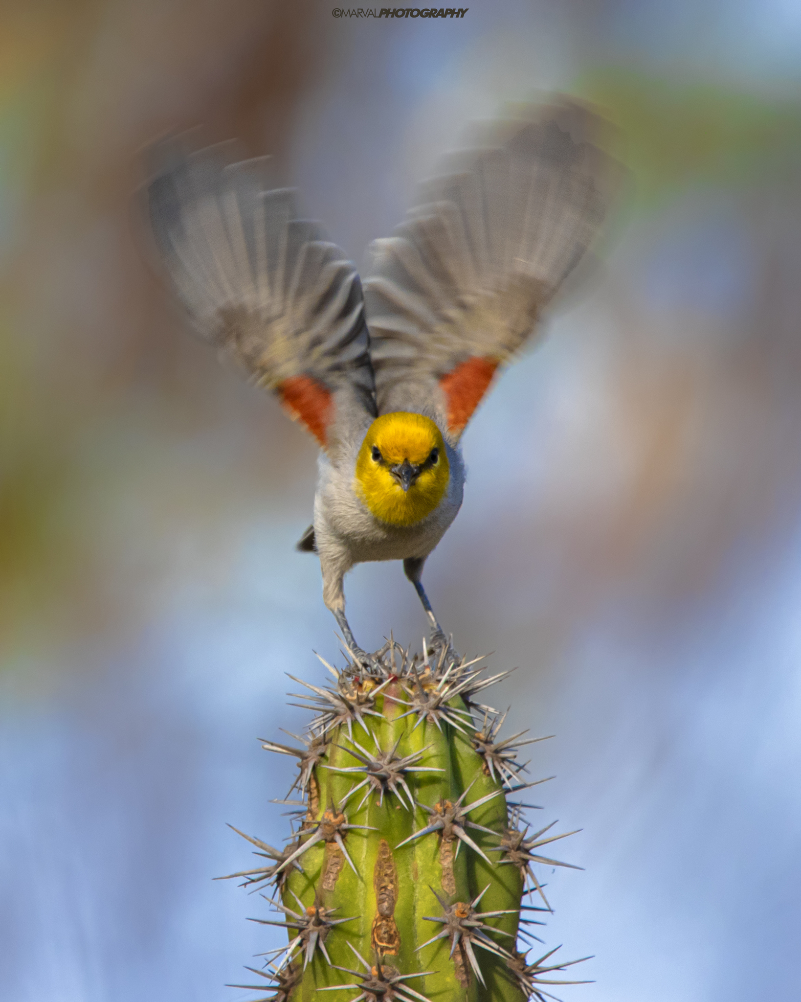 Verdin illustration