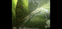 Maclura tinctoria