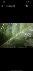Maclura tinctoria