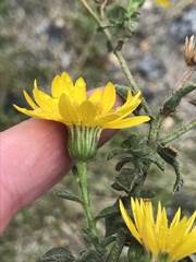 Heterotheca shevockii