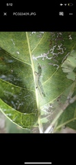 Maclura tinctoria