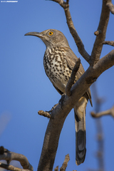 Toxostoma cinereum